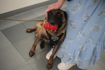 A black and tan dog, holding a red toy in her mouth, leans against a person wearing a blue skirt.