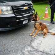 A black and tan dog sits and stares intently at the front of a car.