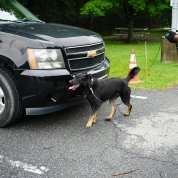 A black dog with tan legs trots around the front of a large black car.